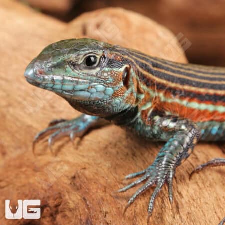 Racerunner lizard with vibrant colors on rocky terrain.