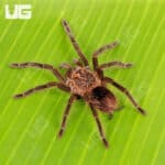 Brazilian Pink Bloom Tarantula (Pamphobeteus Platyomma) For Sale - Underground Reptiles