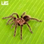 Brazilian Pink Bloom Tarantula (Pamphobeteus Platyomma) For Sale - Underground Reptiles