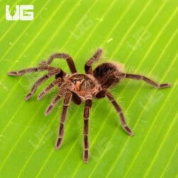 Brazilian Pink Bloom Tarantula (Pamphobeteus Platyomma) For Sale - Underground Reptiles