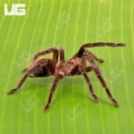 Brazilian Pink Bloom Tarantula (Pamphobeteus Platyomma) For Sale - Underground Reptiles