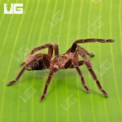 Brazilian Pink Bloom Tarantula (Pamphobeteus Platyomma) For Sale - Underground Reptiles