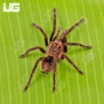 Brazilian Pink Bloom Tarantula (Pamphobeteus Platyomma) For Sale - Underground Reptiles