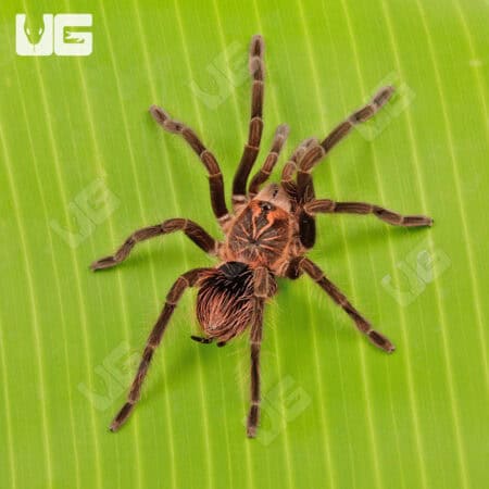 Brazilian Pink Bloom Tarantula (Pamphobeteus Platyomma) For Sale - Underground Reptiles