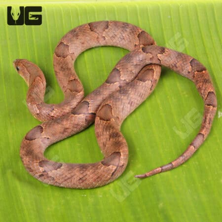Brown Kukri Snakes for sales For Sale - Underground Reptiles