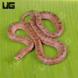 Brown Kukri Snakes for sales For Sale - Underground Reptiles