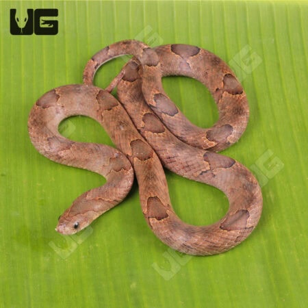Brown Kukri Snakes for sales For Sale - Underground Reptiles