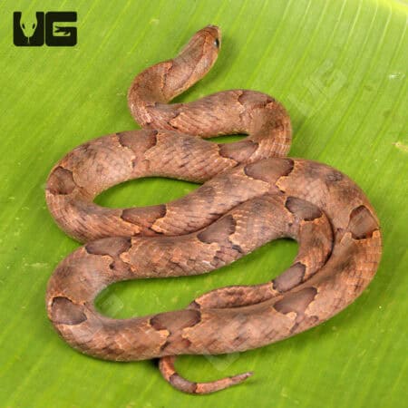 Brown Kukri Snakes for sales For Sale - Underground Reptiles