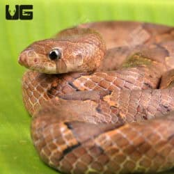 Brown Kukri Snakes for sales For Sale - Underground Reptiles