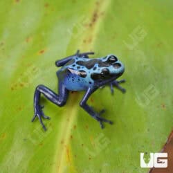 Green Sipaliwini Dart Frogs For Sale - Underground Reptiles