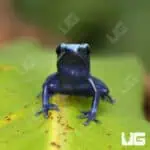 Green Sipaliwini Dart Frogs For Sale - Underground Reptiles