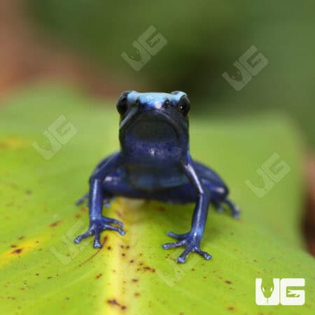 Green Sipaliwini Dart Frogs For Sale - Underground Reptiles
