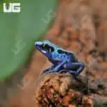 Green Sipaliwini Dart Frogs For Sale - Underground Reptiles