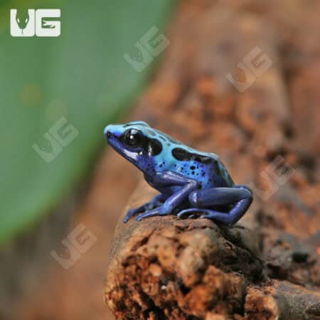 Green Sipaliwini Dart Frogs For Sale - Underground Reptiles