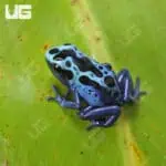Green Sipaliwini Dart Frogs For Sale - Underground Reptiles