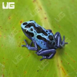 Green Sipaliwini Dart Frogs For Sale - Underground Reptiles