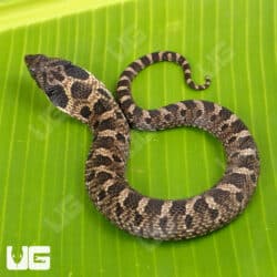 Eastern Hognose Snakes (Heterodon platirhinos) For Sale - Underground Reptiles