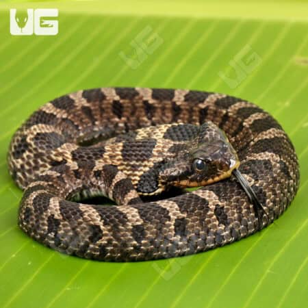 Eastern Hognose Snakes (Heterodon platirhinos) For Sale - Underground Reptiles