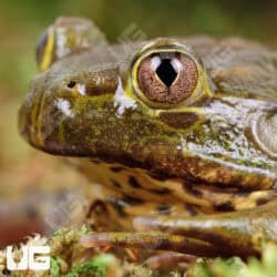 Chilean Wide Mouth Toad (Calyptocephalellidae gayi) For Sale - Underground Reptiles