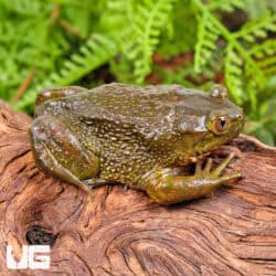 Chilean Wide Mouth Toad (Calyptocephalellidae gayi) For Sale - Underground Reptiles