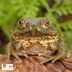 Chilean Wide Mouth Toad (Calyptocephalellidae gayi) For Sale - Underground Reptiles