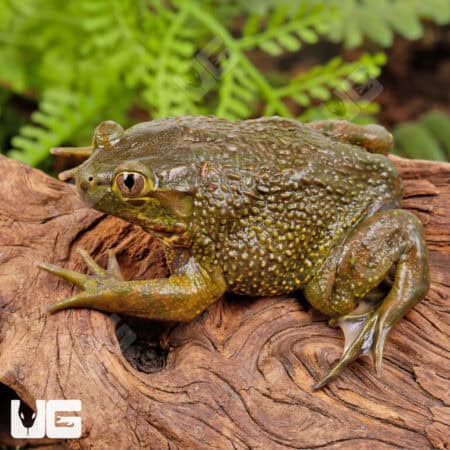 Chilean Wide Mouth Toad (Calyptocephalellidae gayi) For Sale - Underground Reptiles