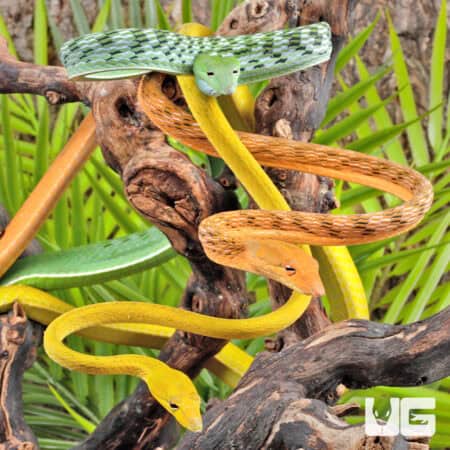 Hypo Asian Vine Snakes For Sale - Underground Reptiles