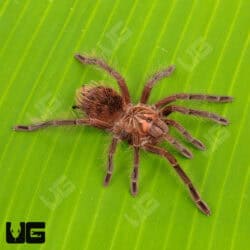 Costa Giant Birdeater Tarantula (Pamphobbeteus Sp. Costa) for sale - Underground Reptiles