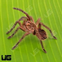 Costa Giant Birdeater Tarantula (Pamphobbeteus Sp. Costa) for sale - Underground Reptiles