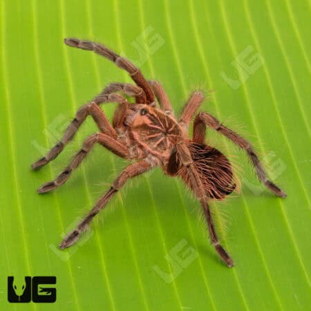 Costa Giant Birdeater Tarantula (Pamphobbeteus Sp. Costa) for sale - Underground Reptiles