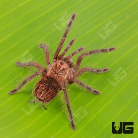 Costa Giant Birdeater Tarantula (Pamphobbeteus Sp. Costa) for sale - Underground Reptiles