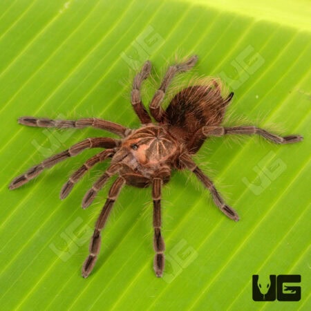 Costa Giant Birdeater Tarantula (Pamphobbeteus Sp. Costa) for sale - Underground Reptiles