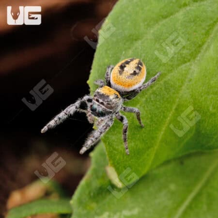 Dream Jumping Spider (Phidippus morpheus) For Sale - Underground Reptiles