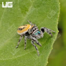 Dream Jumping Spider (Phidippus morpheus) For Sale - Underground Reptiles