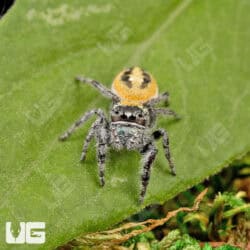 Dream Jumping Spider (Phidippus morpheus) For Sale - Underground Reptiles