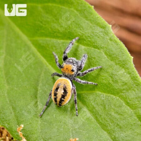Dream Jumping Spider (Phidippus morpheus) For Sale - Underground Reptiles
