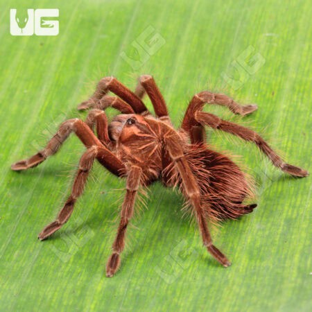 Ecuadorian Black Birdeater Tarantula (Pamphobbeteus Sp. Tigris) For Sale - Underground Reptiles