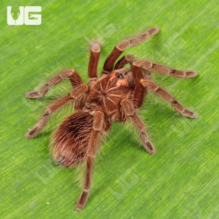Ecuadorian Black Birdeater Tarantula (Pamphobbeteus Sp. Tigris) For Sale - Underground Reptiles