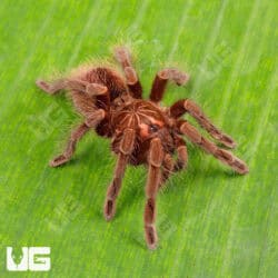 Ecuadorian Black Birdeater Tarantula (Pamphobbeteus Sp. Tigris) For Sale - Underground Reptiles