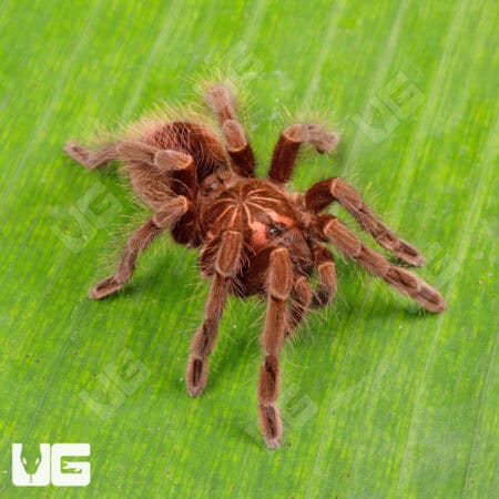 Ecuadorian Black Birdeater Tarantula (Pamphobbeteus Sp. Tigris) For Sale - Underground Reptiles
