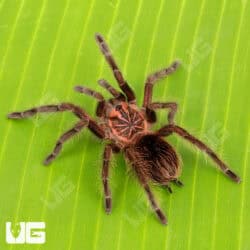 Ecuadorian Red Bloom Birdeater Tarantula (Pamphobeteus Vespertinus) For Sale - Underground Reptiles