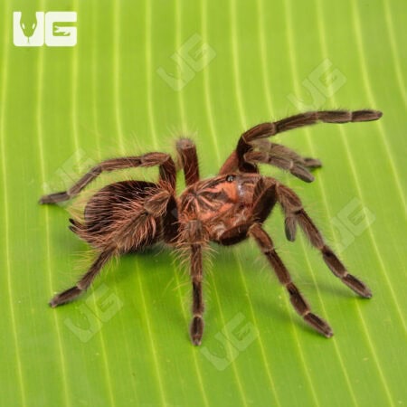 Ecuadorian Red Bloom Birdeater Tarantula (Pamphobeteus Vespertinus) For Sale - Underground Reptiles