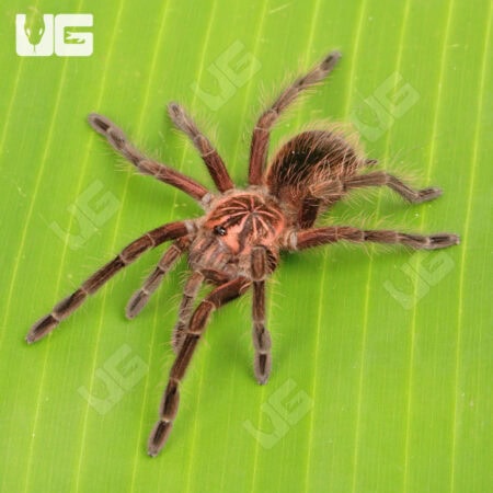 Ecuadorian Red Bloom Birdeater Tarantula (Pamphobeteus Vespertinus) For Sale - Underground Reptiles