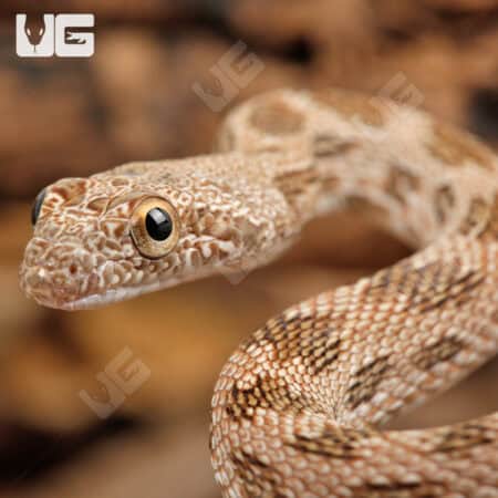 Baby Egyptian Diadem Rat Snake (Spalerosophis diadema) For Sale - Underground Reptiles