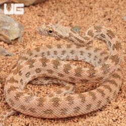 Baby Egyptian Diadem Rat Snake (Spalerosophis diadema) For Sale - Underground Reptiles