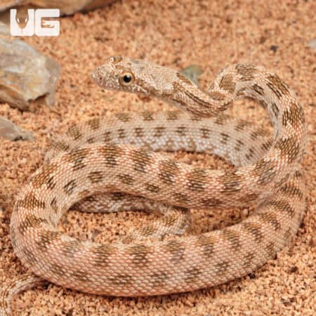 Baby Egyptian Diadem Rat Snake (Spalerosophis diadema) For Sale - Underground Reptiles