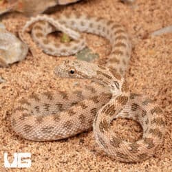 Baby Egyptian Diadem Rat Snake (Spalerosophis diadema) For Sale - Underground Reptiles