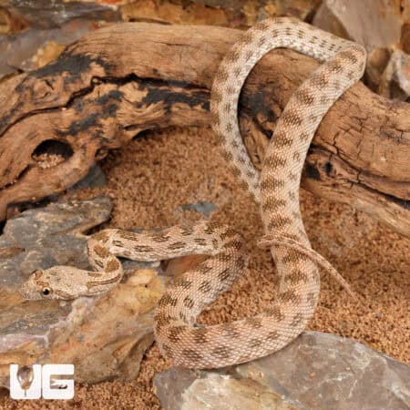 Baby Egyptian Diadem Rat Snake (Spalerosophis diadema) For Sale - Underground Reptiles