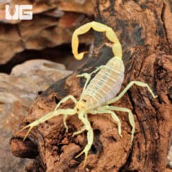 Egyptian Green Scorpion (Buthacus leptochelys) For Sale - Underground Reptiles