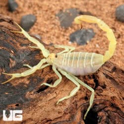 Egyptian Green Scorpion (Buthacus leptochelys) For Sale - Underground Reptiles